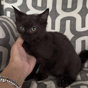 Halo -  Domestic Short Hair Cat for Adoption in Houston, Texas - Halo | PetCurious