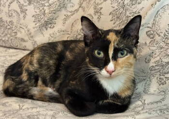 Rescue Calico Cats for Adoption in Knoxville, Tennessee - Margo | PetCurious