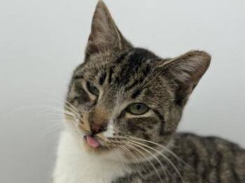 Domestic Short Hair Cats Available for Adoption - Romeo | PetCurious