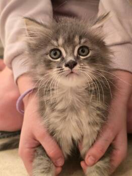 Maine Coon Cats Available for Adoption in Buford, Georgia - Snookums | PetCurious