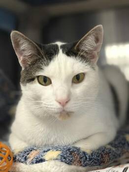 Rescue Domestic Short Hair Cats for Adoption in Bridgewater, New Jersey - Peter | PetCurious