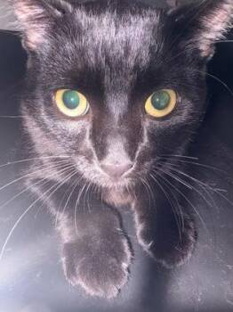 Domestic Short Hair Cats Available for Adoption - Luke | PetCurious