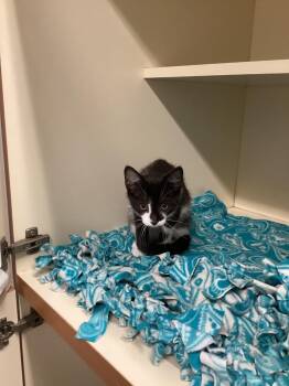 Harry -  Domestic Short Hair Cat for Adoption in Bloomington, Indiana - Harry | PetCurious