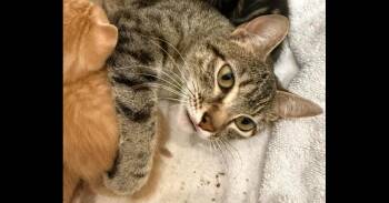 Domestic Short Hair and Tabby Cats Available for Adoption - Mama Ulyana | PetCurious