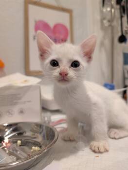 Butter Cup -  Domestic Short Hair Cat for Adoption in Fremont, California - Butter Cup | PetCurious