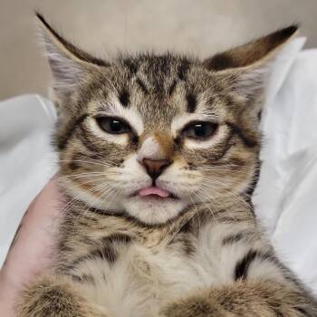 Cross -  Domestic Short Hair Cat Available for Adoption in Sarasota, Florida - Cross | PetCurious