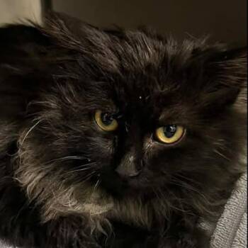 Squire Fluffy Butt -  Domestic Long Hair Cat for Adoption in Bloomington, Illinois - Squire Fluffy Butt | PetCurious