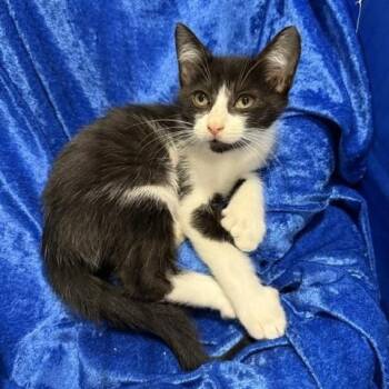 Dash -  Extra Toes Cat Hemingway Polydactyl Cat for Adoption in Gainesville, Florida - Dash | PetCurious
