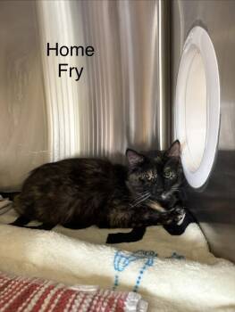 Domestic Medium Hair Cats Available for Adoption - Home Fry | PetCurious