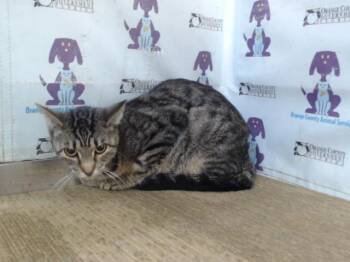 MULANI -  Domestic Short Hair Cat for Adoption in Orlando, Florida - MULANI | PetCurious