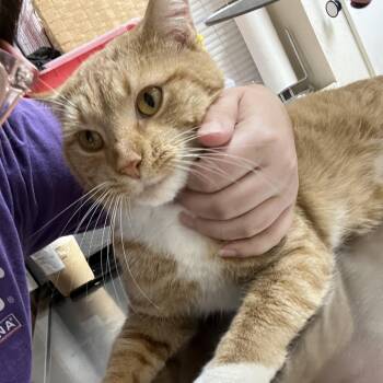 Rescue Domestic Short Hair Cats for Adoption in Pekin, Illinois - Butterfly | PetCurious