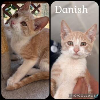 DANISH -  Domestic Short Hair Cat for Adoption in Beaumont, California - DANISH | PetCurious