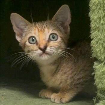 Khepri -  Abyssinian Cat for Adoption in Tampa, Florida - Khepri | PetCurious