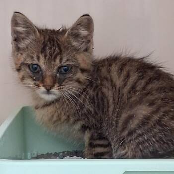 Lennon -  Domestic Short Hair Cat for Adoption in Auburn, Alabama - Lennon | PetCurious