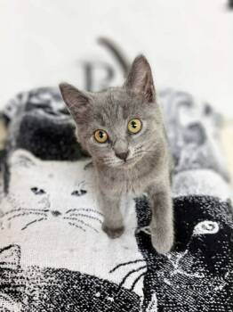 Domestic Short Hair Cats Available for Adoption in Social Circle, Georgia - Tamara | PetCurious