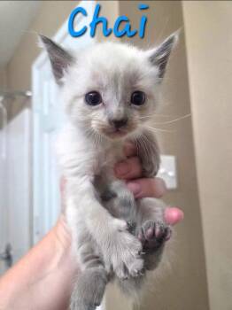 Chai -  Siamese Cat for Adoption in Anna, Texas - Chai | PetCurious