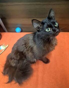 Domestic Long Hair and Norwegian Forest Cat Cats Available for Adoption - Suki | PetCurious