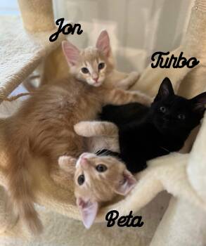 Turbo, Jon & Beta - kittens -  Domestic Short Hair Cat for Adoption in Los Altos, California - Turbo, Jon & Beta - Kittens | PetCurious