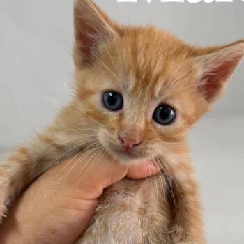 Garfield -  Domestic Short Hair Cat Available for Adoption in San Diego, California - Garfield | PetCurious