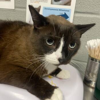 Domestic Short Hair Cats Available for Adoption - Maini | PetCurious