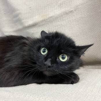 Rescue Domestic Long Hair Cats for Adoption in Lyndhurst, Virginia - Midnight Beauty | PetCurious