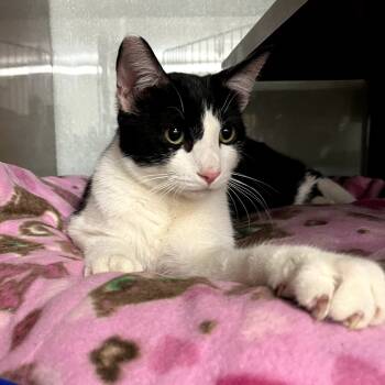 Rescue Domestic Short Hair Cats for Adoption in Richmond, California - IDAHO | PetCurious