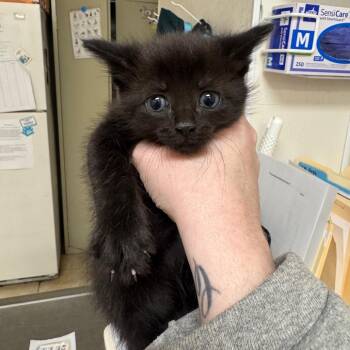 Domestic Short Hair Cats Available for Adoption in Pekin, Illinois - Popcorn Chicken | PetCurious