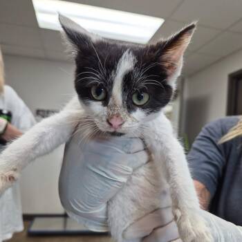 Pongo -  Domestic Short Hair Cat for Adoption in Cleveland, Mississippi - Pongo | PetCurious