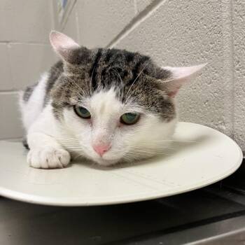 Blaine -  Domestic Short Hair Cat for Adoption in Bristol, Indiana - Blaine | PetCurious
