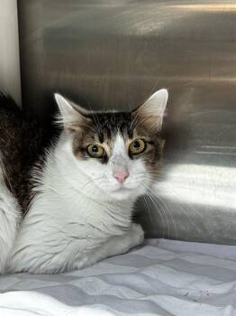 LAKE -  Domestic Short Hair Cat for Adoption in Fort Lauderdale, Florida - LAKE | PetCurious