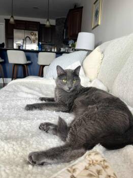 Rescue Russian Blue Cats for Adoption in Overland Park, Kansas - Nala | PetCurious