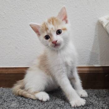 Mario -  Domestic Short Hair Cat for Adoption in Belleville, Illinois - Mario | PetCurious