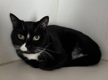 Domestic Short Hair Cats Available for Adoption in Emerald Isle, North Carolina - Moo | PetCurious