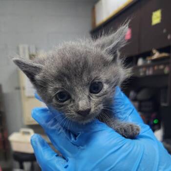 Grumpy -  Domestic Short Hair Cat for Adoption in Summerville, South Carolina - Grumpy | PetCurious