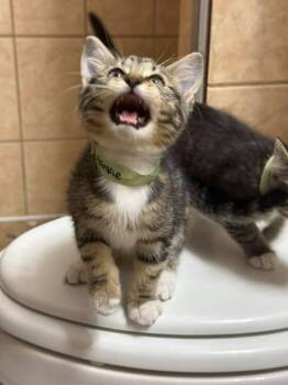 Frankie -  Domestic Short Hair Cat for Adoption in St. Cloud, Florida - Frankie | PetCurious