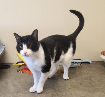Galahad -  Domestic Short Hair Cat for Adoption in Clayton, New Jersey - Galahad | PetCurious