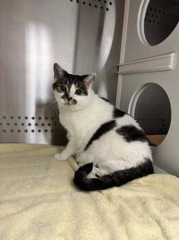Chyno -  Domestic Short Hair Cat for Adoption in Herndon, Virginia - Chyno | PetCurious