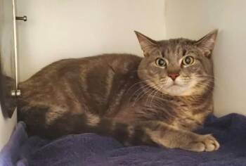 Kai (working cat) -  Domestic Short Hair Cat for Adoption in Fairfax, Virginia - Kai (working Cat) | PetCurious