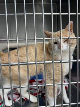 Duckie -  Domestic Short Hair Cat for Adoption in Albion, New York - Duckie | PetCurious