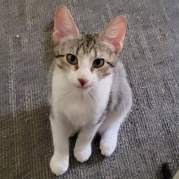 Enzo -  Domestic Short Hair Cat for Adoption in Galveston, Texas - Enzo | PetCurious