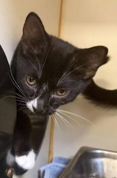 Purrington -  Domestic Short Hair Cat for Adoption in Fairfax, Virginia - Purrington | PetCurious