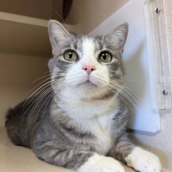 Rescue Domestic Short Hair Cats for Adoption in Pagosa Springs, Colorado - Milo | PetCurious
