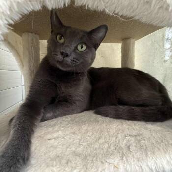 Domestic Short Hair Cats Available for Adoption - Ashley | PetCurious