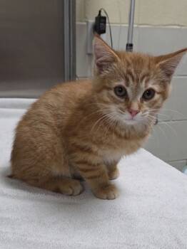 Rescue Domestic Long Hair and Domestic Short Hair Cats for Adoption in Chesapeake, Virginia - Hinata | PetCurious