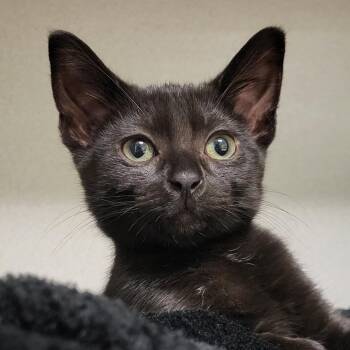 Rescue Domestic Short Hair Cats for Adoption in Grayslake, Illinois - Pennywise | PetCurious