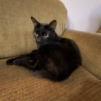 Cody -  Domestic Short Hair Cat for Adoption in Melbourne, Kentucky - Cody | PetCurious