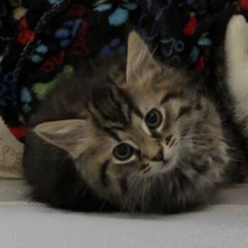 Madonna -  Domestic Long Hair Cat for Adoption in North Canton, Ohio - Madonna | PetCurious