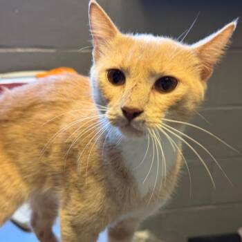 TUSC-Stray-85433 -  Domestic Short Hair Cat for Adoption in Tuscaloosa, Alabama - TUSC-Stray-85433 | PetCurious