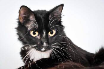 DRAGONESS -  Domestic Medium Hair Cat for Adoption in Loveland, Colorado - DRAGONESS | PetCurious