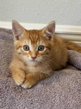 Domestic Short Hair Cats Available for Adoption in Venice, Florida - Frangipani | PetCurious